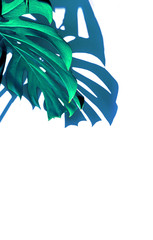 Blue white indigo tropical texture green leaves pattern background natural fine art postcard fresh summer monstera