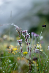 Fototapeta premium Bergblumen mit Tau