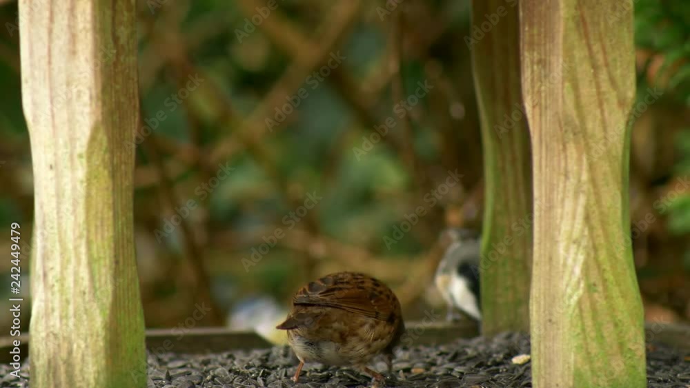 Poster a mixture of small garden birds enters a commune on a bird table all helping themselves to seeds.