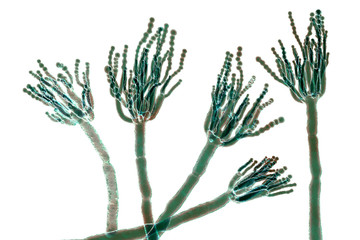 Fungi Penicillium which cause food spoilage and are used for production of the first antibiotic penicillin. 3D illustration showing spores conidia and conidiophore © Dr_Microbe