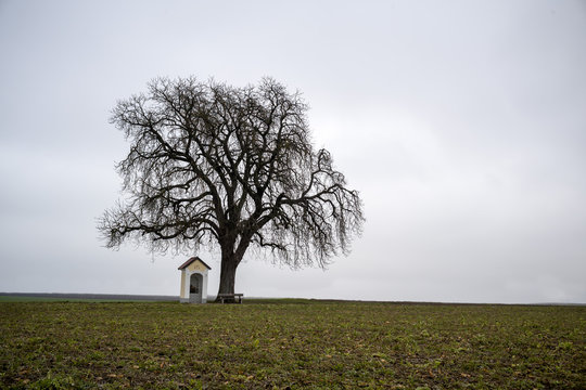 Baum mit Kapelle