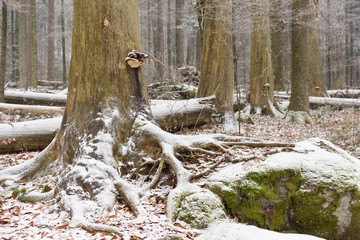 Obraz premium Zima w dżungli