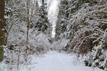 Winter trip: wild frosty forest landscape. Cold season. Pine branch. Russian winter. Belarus landscape