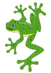 Cute frog cartoon isolated on white background