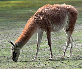 Guanaco. Latin name - Lama guanicoe