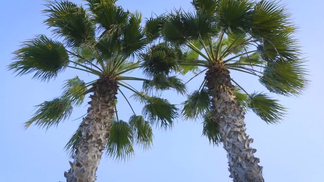 Palm trees on blue sky background.