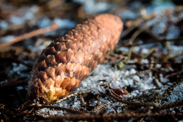 Image of a fir cone on the soil of a forest