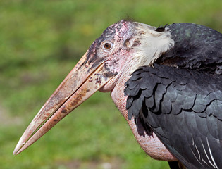 Marabou stork. Latin name - Leptoptilos crumeniferus