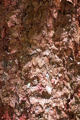 Rough bark on tree in The Daintree rainforest, Tropical North Queensland, Australia