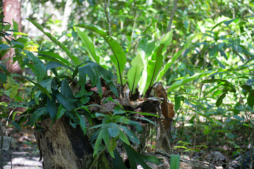 Birds Nest fern on a tree stump in The Daintree rainforest, Tropical North Queensland, Australia