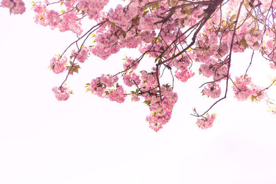 Beautiful of Cherry Blossom or Sakura flower in the  nature garden on white background