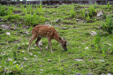 Fallow deer grazing in a meadow in the spring