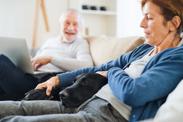 A happy senior couple sitting on a sofa indoors with a pet dog at home.