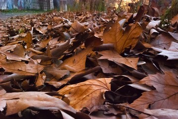 Fallen leaves on the road