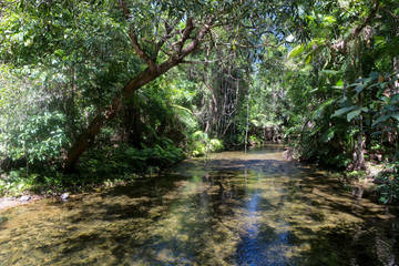Tranquil Oliver Creek in The Daintree, Tropical North Queensland, Australia