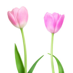Tulip flowers isolated on white background. Beautiful spring flowers. Easter concept