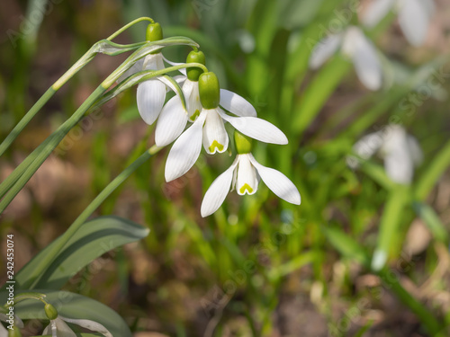 Schneeglockchen Galanthus Gruppe Von Bluten Stock Photo And