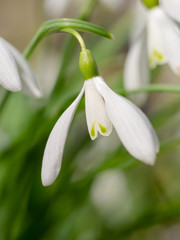Fototapeta premium Schneeglöckchen (Galanthus) - Blüte, Nahaufnahme