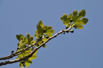 Fig