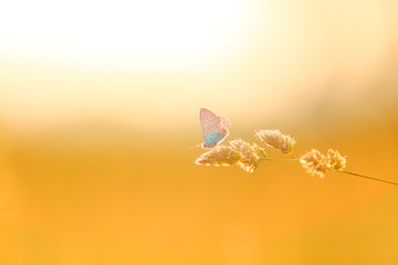 A beautiful butterfly resting on a flower. - Powered by Adobe