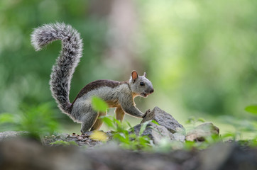 Variegated squirrel seen from the side on the ground searching for food