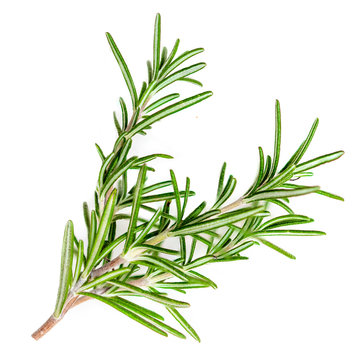 Rosemary organic  herb isolated on the white background, macro.