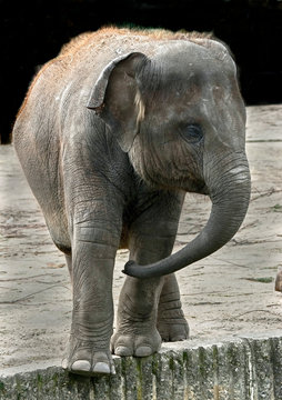 Young asian elephant in its enclosure. Latin name - Elephas maximus
