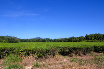 Fototapeta na wymiar Tea plantation in The Daintree area in Tropical North Queensland, Australia