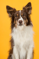 Fototapeta premium Portrait of miniature american shepherd dog on a yellow background