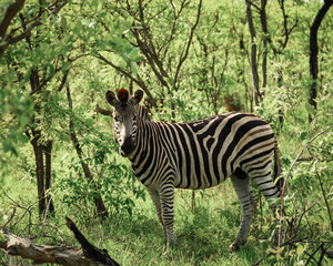 Zebra im Busch