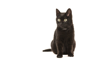 Young black cat sitting looking away to the left isolated on a white background