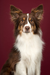 Portrait of miniature american shepherd dog looking at the camera on a deep red background