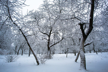 White snow lies on the branches of trees. Beautiful winter