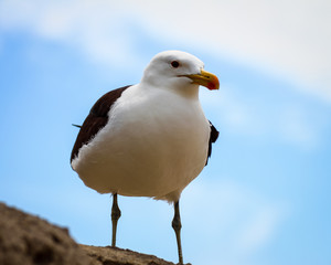 Möve