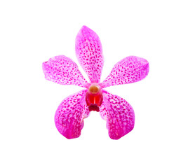 Colorful purple or pink orchid flower blooming isolated on white background