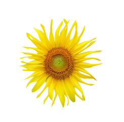 Colorful sunflowers head blooming isolated on white background with clipping path
