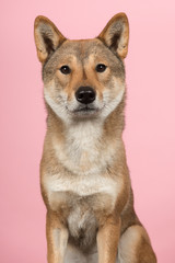Portrait of a Shikoku dog a japanese breed looking at the camera on a pink background