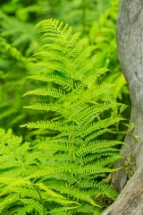 Close up image of bright green leaf of wood fern growing in a forest next to a grey tree trunk, summer season, vertical image