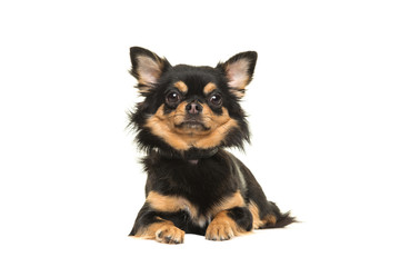 Black and tan chihuahua dog lying down looking at the camera seen from the front isolated on a white background