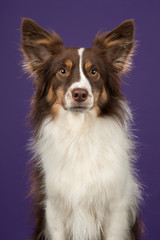 Portrait of miniature american shepherd dog looking at the camera on a deep purple background in a vertical image