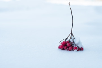 the branch guelder rose lies on white snow. Beautiful winter background with guelder rose