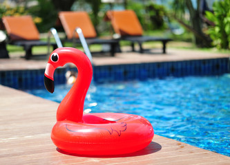Red Flamingo beside the pool
