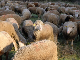 transhumance en Provence