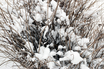Background from snow covered branches in winter