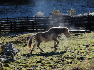 cheval dans un pré l'hiver