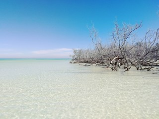 Mangroves