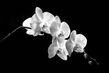 blooming branch of white orchids on a black background with stems and buds