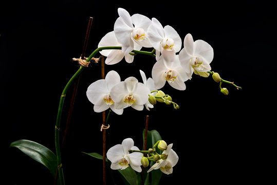 blooming branch of white orchids on a black background with green stems and buds