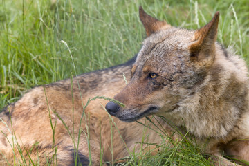 Iberian wolf resting