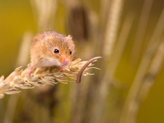 Harvest Mouse in wheat field